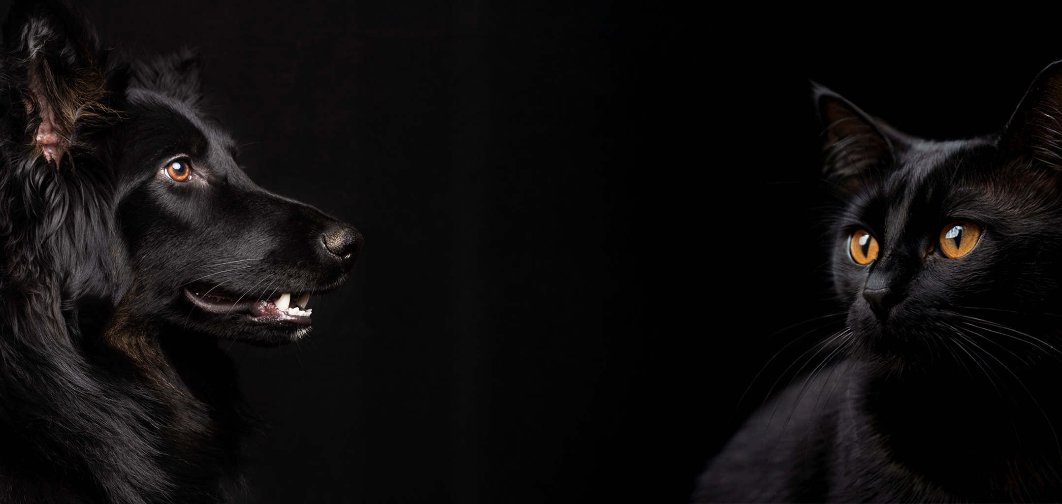 Premium portrait of a dog and cat