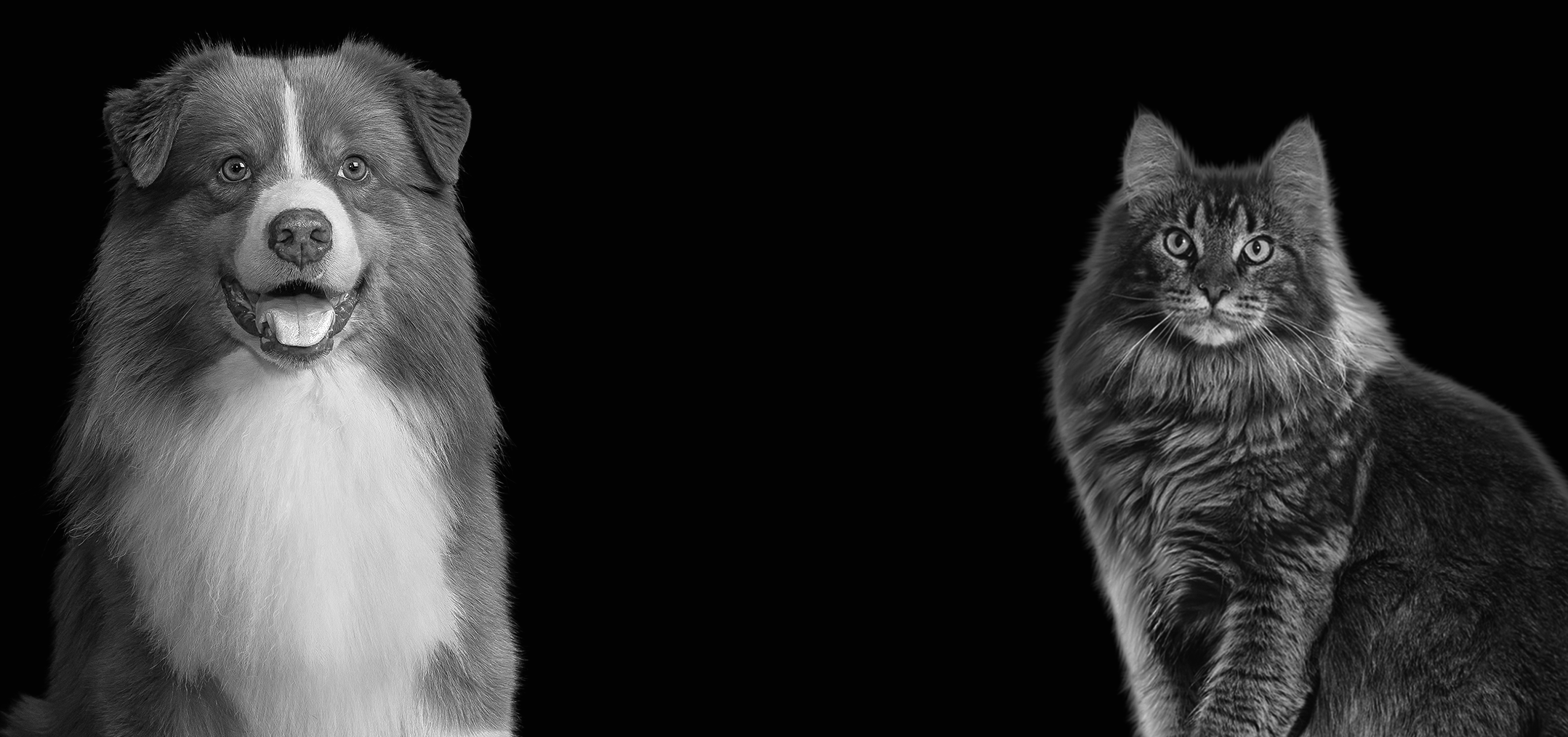 Cão e gato em retrato premium